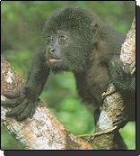 Howler Monkey (Baboon)