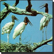 Jabiru Stork