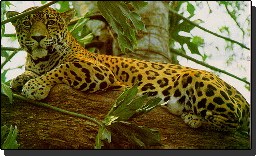 Jaguar at Jaguar Reserve