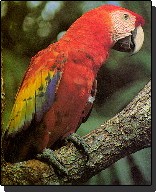 Scarlet Macaw