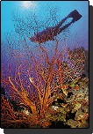 Barrier Reef