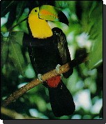 Keel-billed Toucan